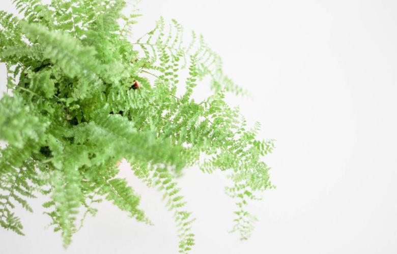 plantas permanentes samambaia