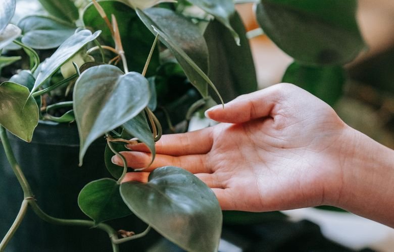 plantas-pendentes-filodendro