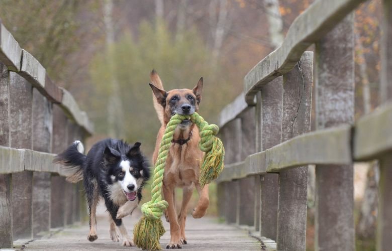 brinquedos para cachorro que ficam sozinhos