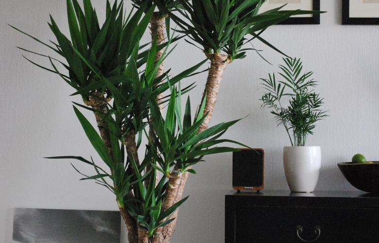 yucca dentro de casa, ao lado de uma cômoda.