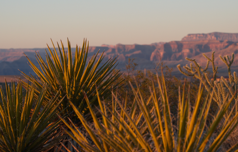 yucca no deserto com montanhas ao fundo.