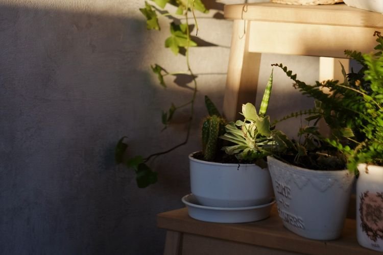 Aprenda a plantar tomate em casa.