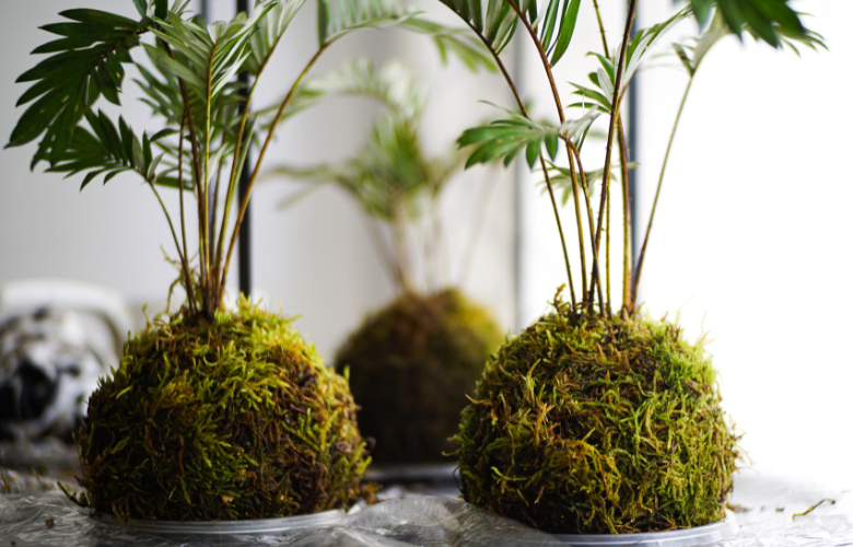 Bolas de musgos com plantas.