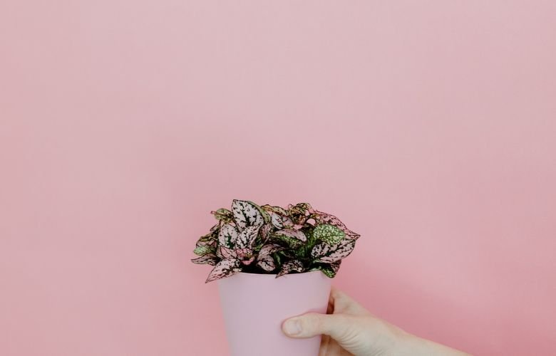 Vaso pequeno com a planta corações emaranhados com fundo rosa