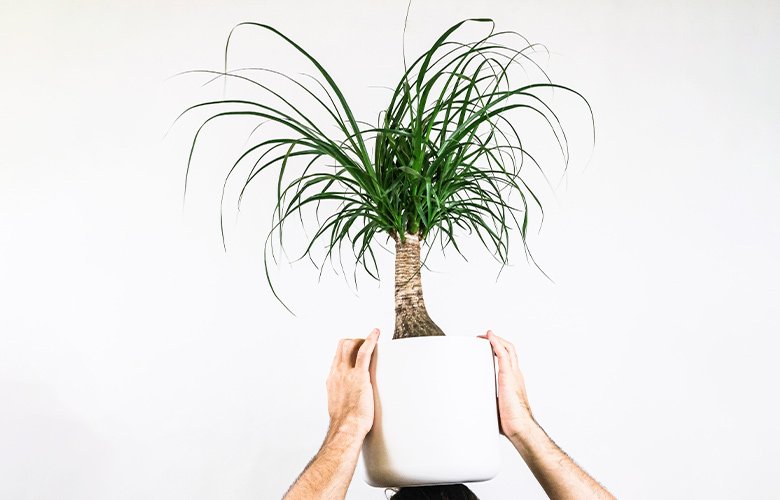 Planta Pata de Elefante