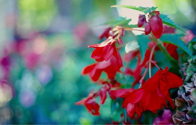 flor brinco de princesa