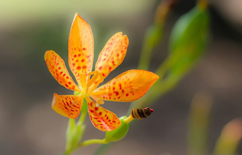 Flor leopardo