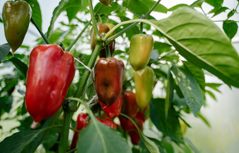 Cultivo do Pé de Pimentão: a jornada para sabores surpreendentes | westwing.com.br