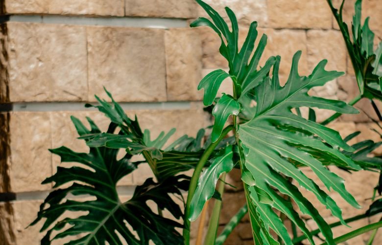 Chifre de veado: um guia completo para cuidar dessa beleza natural | westwing.com.br
