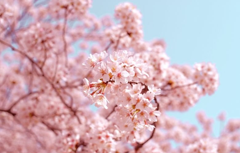 Cerejeira do Japão e os encantos da beleza simples e efêmera | westwing.com.br