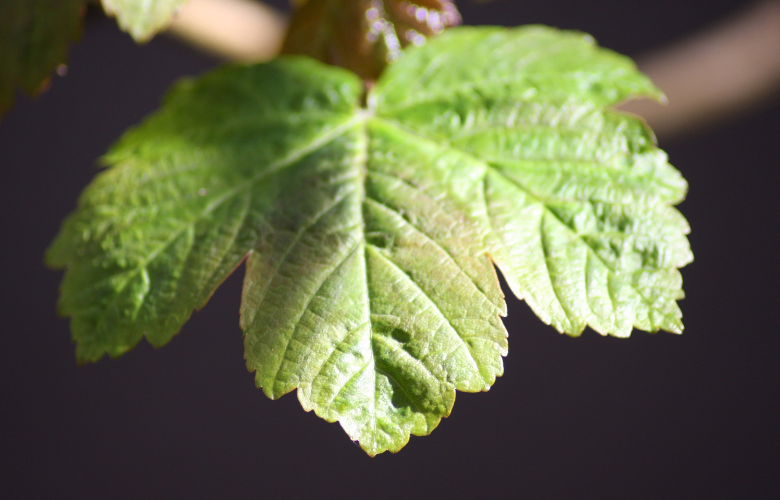 Citronela planta: saiba tudo sobre esse repelente de mosquitos | westwing.com.br