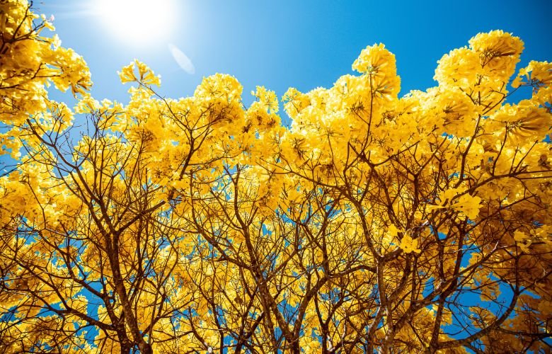 Flores do cerrado: biodiversidade e belezas naturais | westwing.com.br