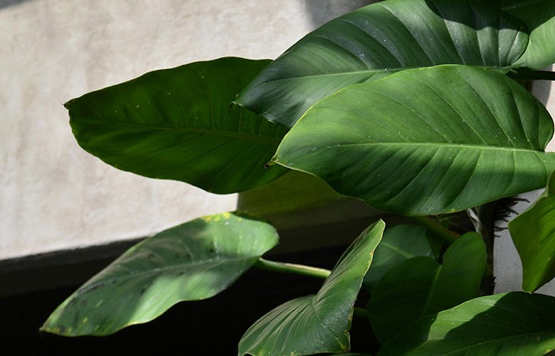 Planta Imbé