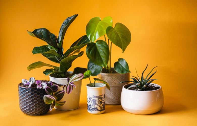 ficus-lyrata